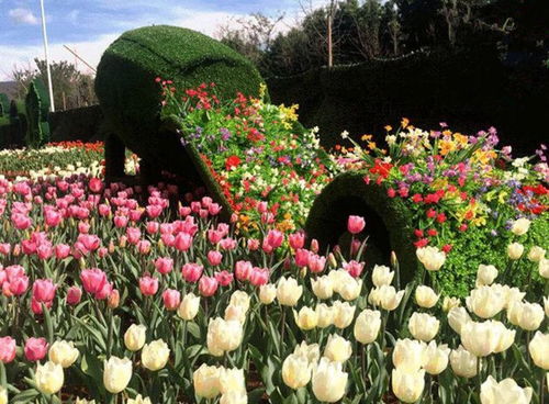 景區(qū)景觀五色草真植物雕塑批發(fā)價(jià) 四川雕塑廠專(zhuān)業(yè)定制